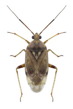 Bug Lygus rugulipennis