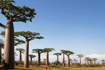 Poster de jardin Nature allée des baobabs