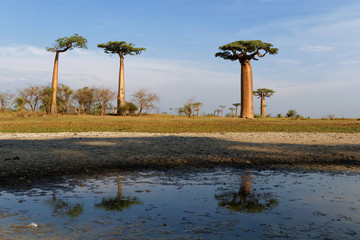 Fototapeta premium Reflets des baobabs