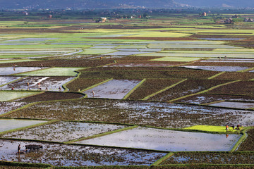 Rizières près d'Antisrabe, Madagascar