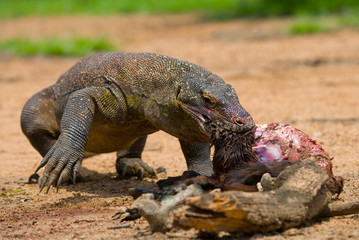 Komodo dragons eat their prey. Indonesia. Komodo National Park. An excellent illustration.