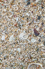 Coral beach natural background