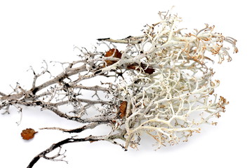 Reindeer lichen Cladonia rangiferina isolated on white background