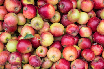 Many apples
