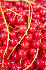 Fresh red currant background