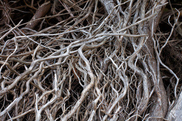 Dead and twisted dead tree branches