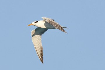 Fototapeta na wymiar Royal Tern in Flight against Blue Sky