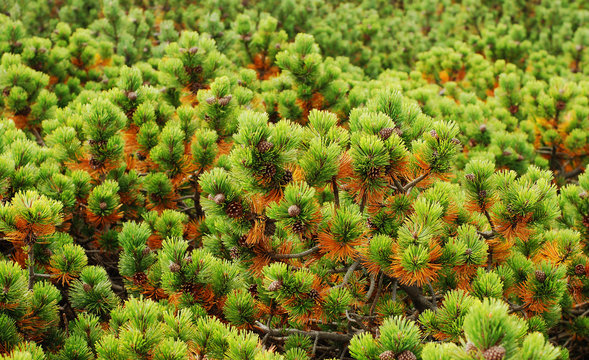 Limber Pine Tree Background