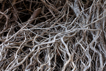 Dead and twisted dead tree branches