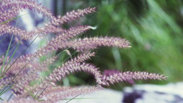 Close up of decorative purple fountain grass waving in a gentle breeze