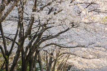 White Sakura or Japan cherry blossom branches, which will fully