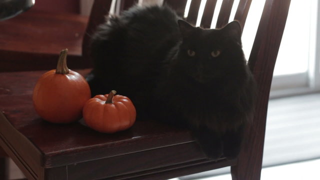 Closeup of a black cat lying on a chair next to two mini pumpkins