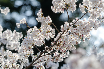 Japan cherry blossom or Sakura, which will fully blooming in spring