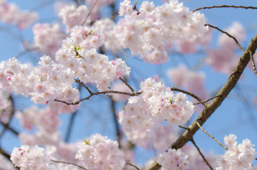 Japan cherry blossom or Sakura, which will fully blooming in spring