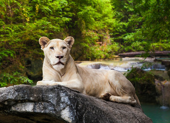 portrait of lioness.  Lioness lying on rock