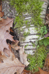 A detail of moss growing on the root of a Birch Tree, in the Berkshire Mountains of Western Massachusetts.