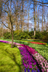 Beautiful garden.  spring garden. Green park