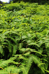 Ferns