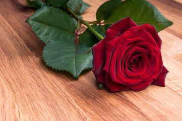 Red rose on wooden background.