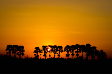 Silhouette sunset.