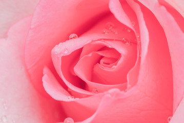Pink rose flower close-up