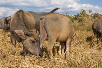 Water buffalo standing on rice field after harvest under beautif