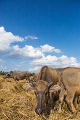 Water buffalo standing on rice field after harvest under beautif