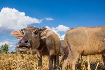 Fototapeta premium Water buffalo standing on rice field after harvest under beautif