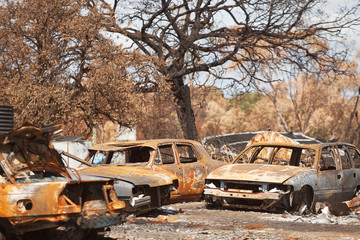 Bushfire Aftermath