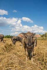 Water buffalo standing on rice field after harvest under beautif