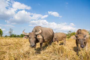 Fototapeta premium Water buffalo standing on rice field after harvest under beautif