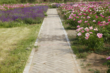 Obraz premium Park lane