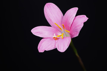 Naklejka premium Zephyranthes grandiflora