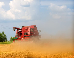 Obraz premium Combine harvesting wheat