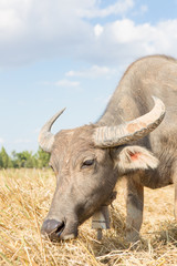 Water buffalo standing on rice field after harvest under beautif