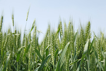  wheat fields