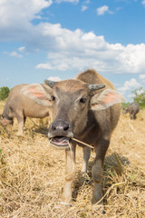 Fototapeta premium Water buffalo standing on rice field after harvest under beautif