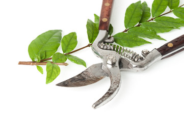 pruning scissors