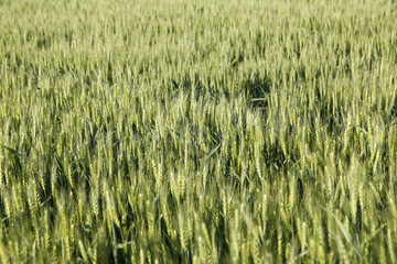  wheat fields