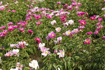 Obraz premium The peony in the park