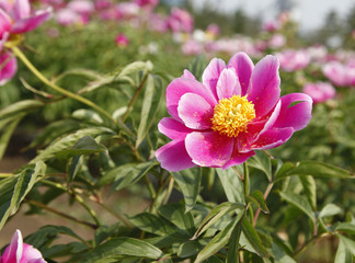 The peony in the park