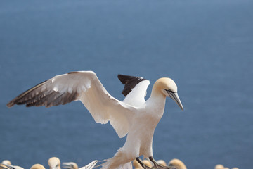 Northern Gannet flying on Bonaventure Island, Perce, Gaspe, Quebec, Canada.