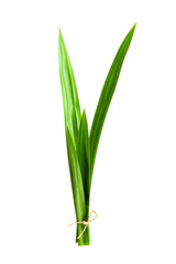 closeup green fresh Pandan leaves, Thai herbal