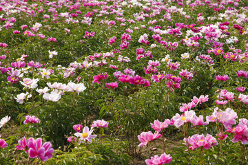 The peony in the park
