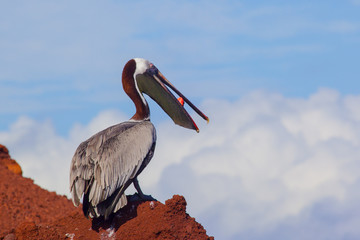 A brown pelican (Pelecanus occidentalis) eating red fish at Galapagos Islands, Ecuador, Pacific,...