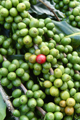 Green coffee beans on stem.