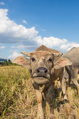 Water buffalo standing on rice field after harvest under beautif