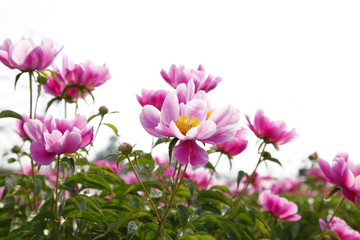 The peony in the park