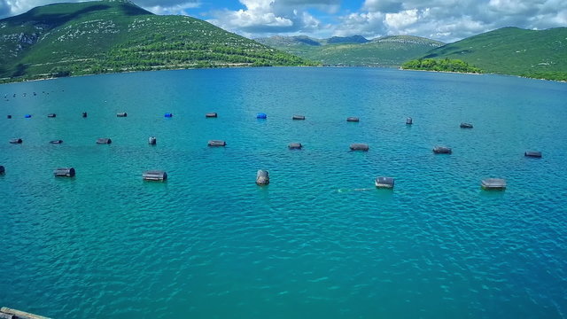 Growing mussels and oysters in the Mali Ston Bay