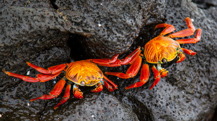 Two Sally lightfoot crab on black lava rock, Galapagos Islands, Ecuador